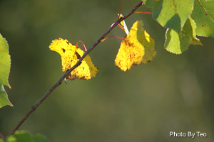 cottonwoodblog