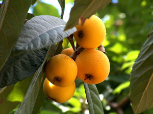 photo of loquats on tree